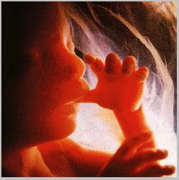 A 16 week unborn child, sucking thumb.