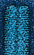 18.2 Viral structure..JPG (341767 bytes)