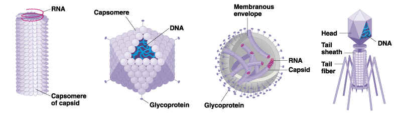 18.2 Viral structure..JPG (341767 bytes)