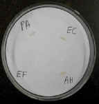 Filter paper + bacteria before adding oxidase reagent