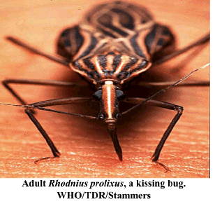 Adult Rhodnius prolixus