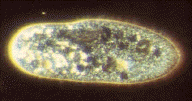 Click image to access Ciliate Image Database