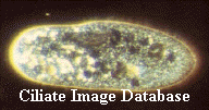Click image to access Ciliate Image Database
