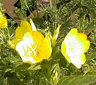 dicots.jpg (768412 bytes)